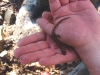 Та самая саламандра – Дальневосточный безлегочный тритон